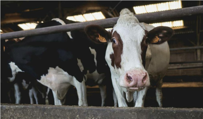 Éoliennes : Attention, danger de mort aux vaches !